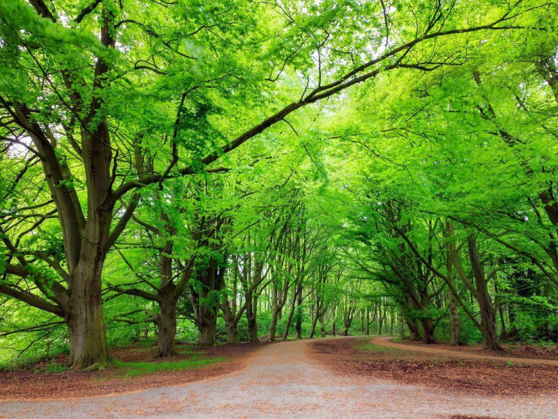 Bos wonen in Amsterdam Change=